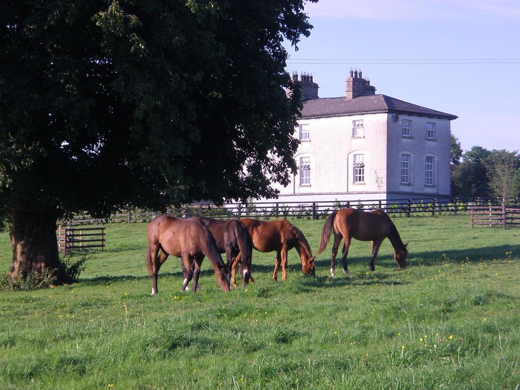 Glebe House Guest House Taghshinny Exterior photo