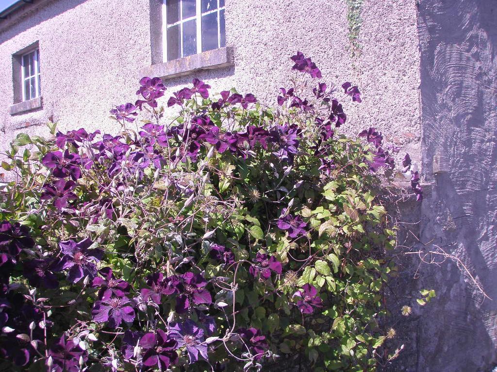 Glebe House Guest House Taghshinny Exterior photo